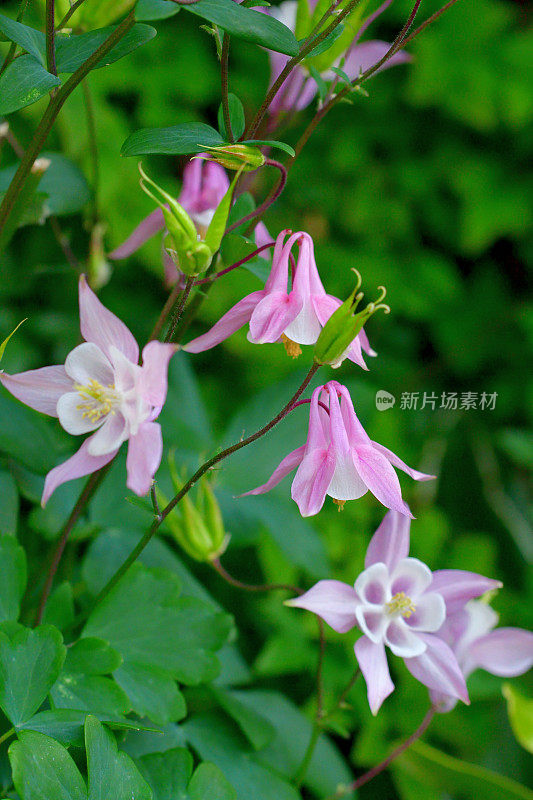 耧斗菜/耧斗菜